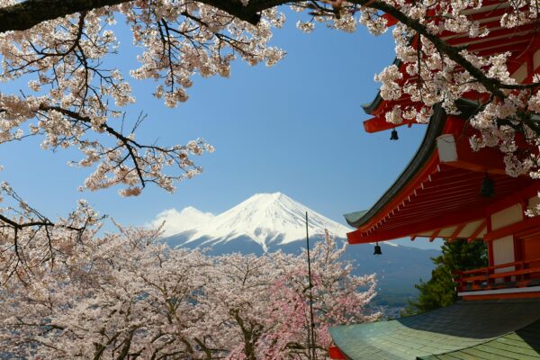 JAPAN – Cherry Blossom Group Discovery